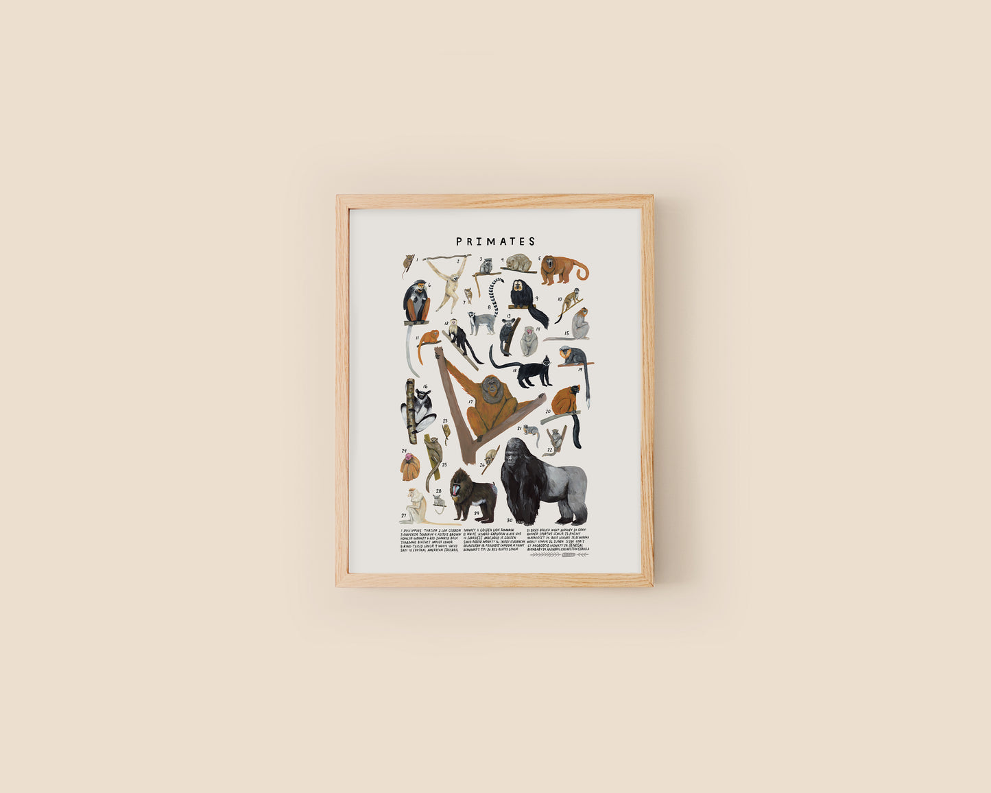 Primates art print- Creatures of the Order Primates