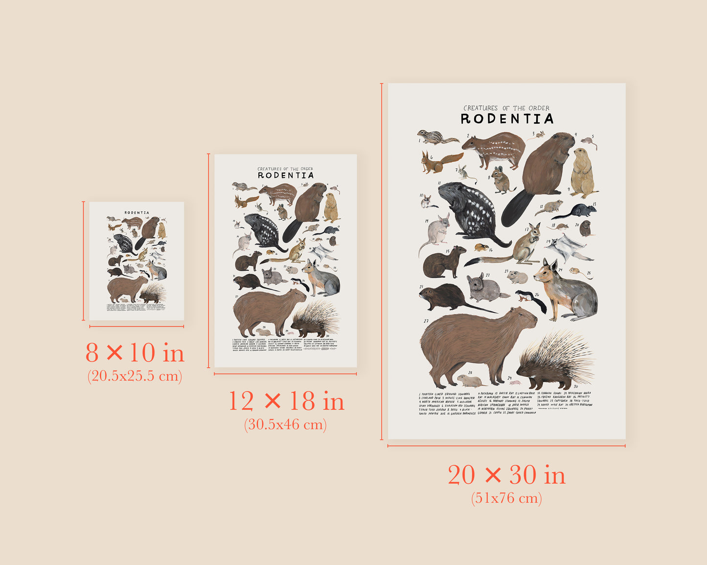 Squirrels, porcupines, and other rodents art print- Creatures of the Order Rodentia