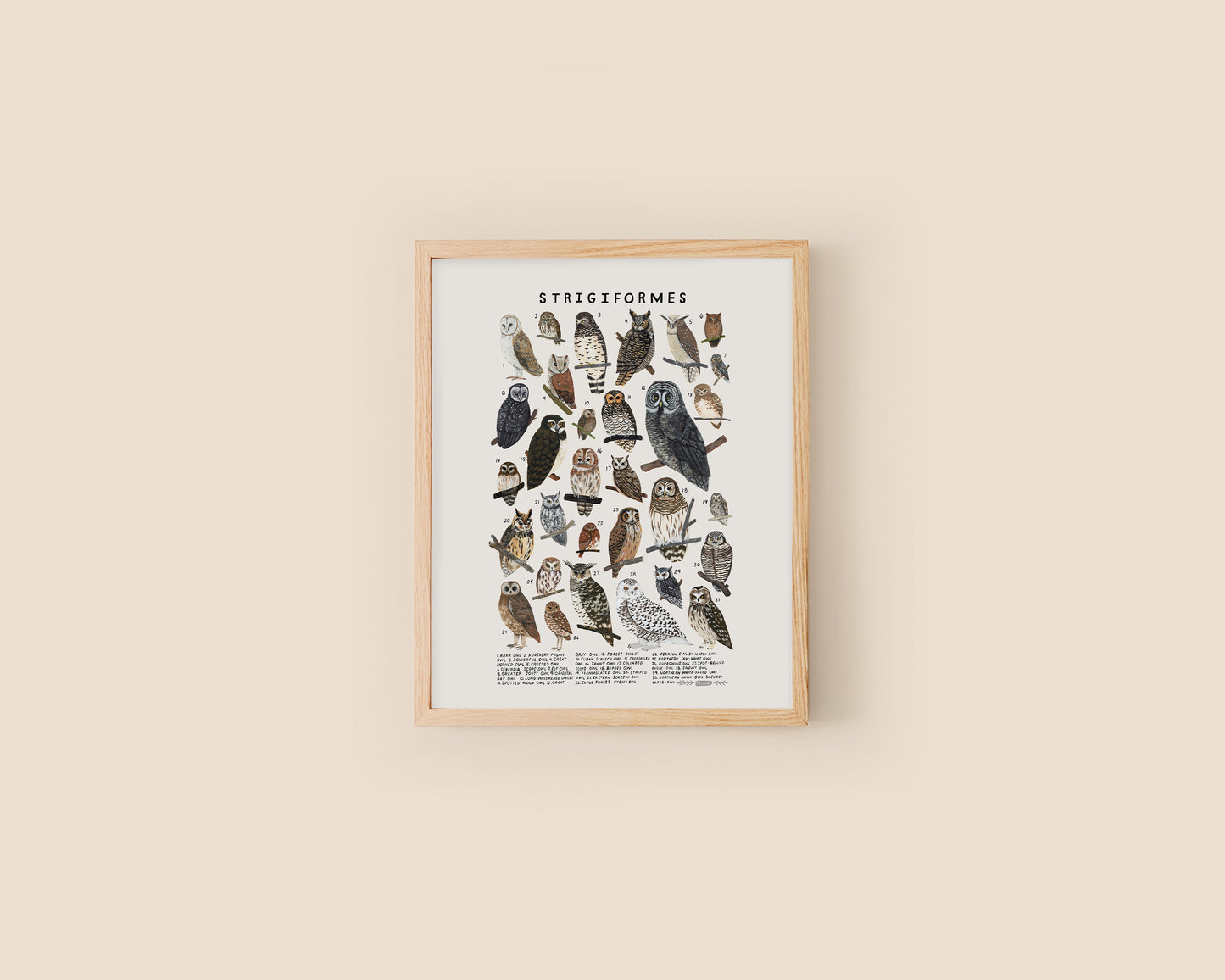 Owls art print- Creatures of the Order Strigiformes