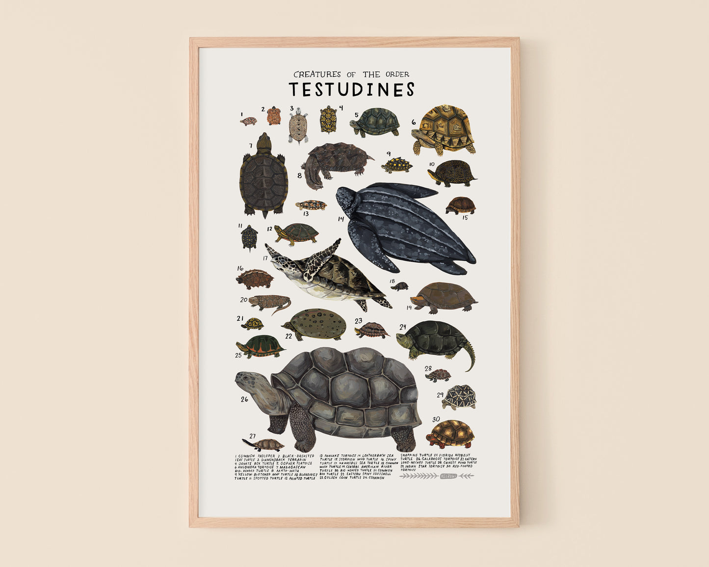 Turtles and tortoises art print- Creatures of the Order Testudines