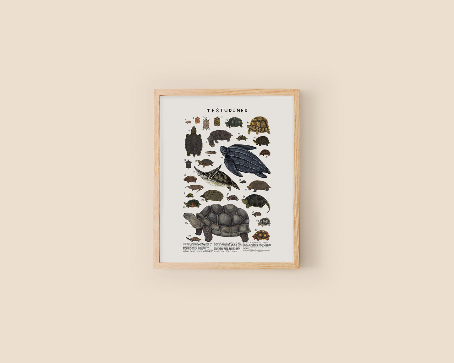 Turtles and tortoises art print- Creatures of the Order Testudines