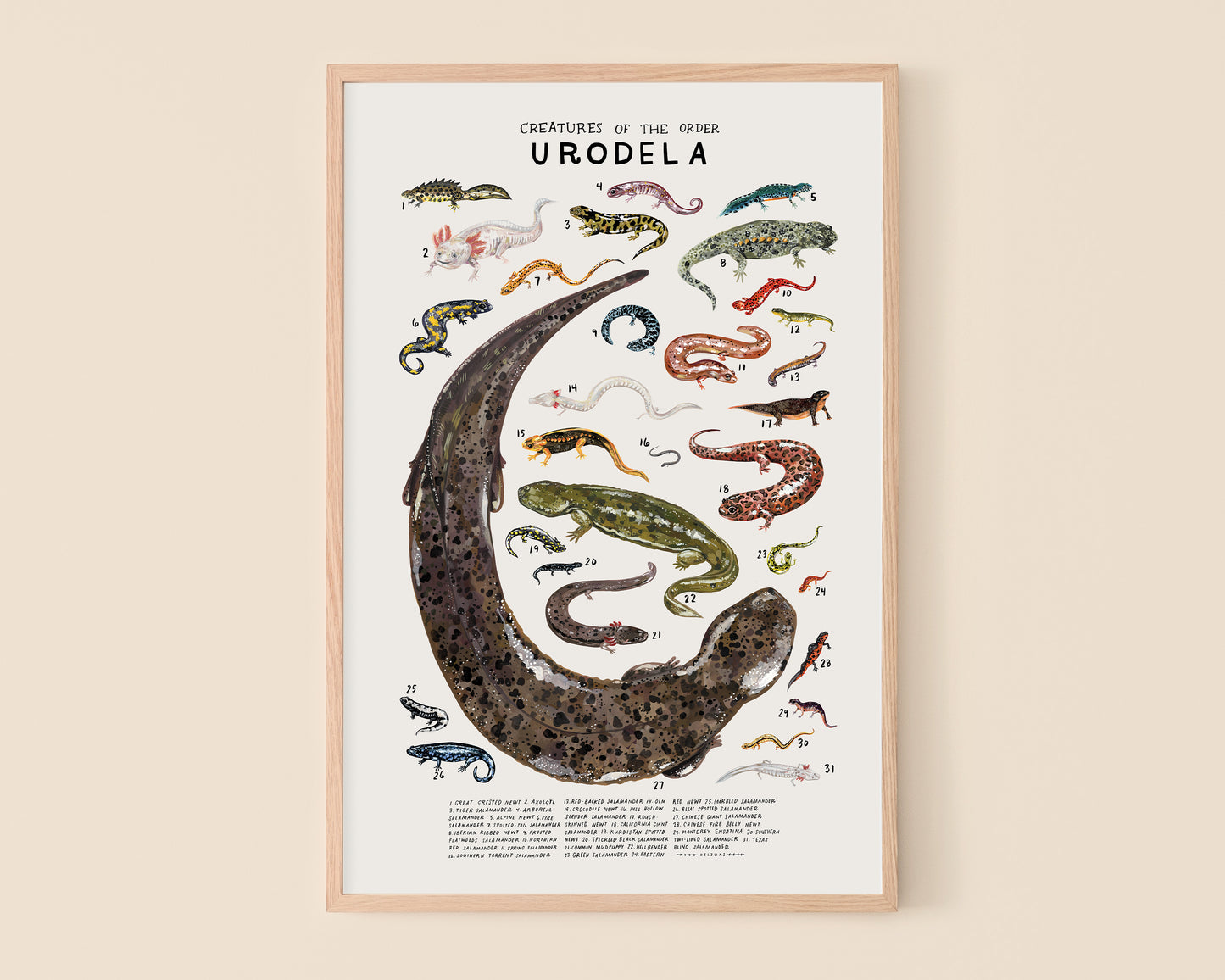 Newts and salamanders art print- Creatures of the Order Urodela