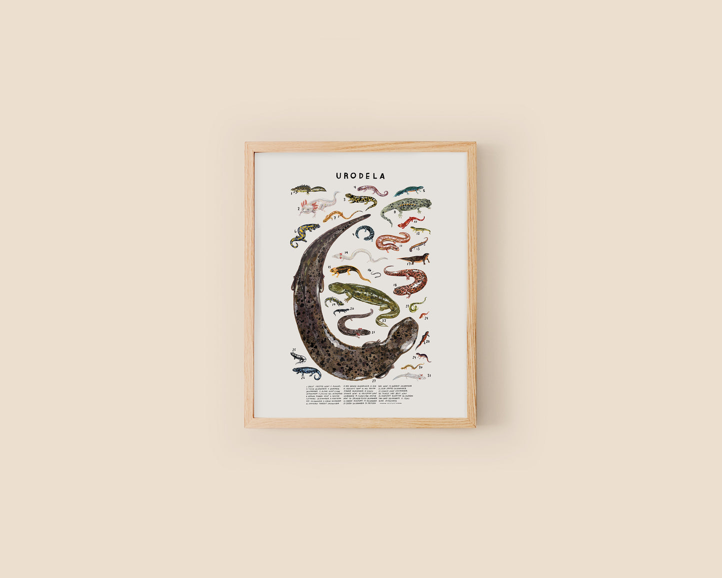 Newts and salamanders art print- Creatures of the Order Urodela