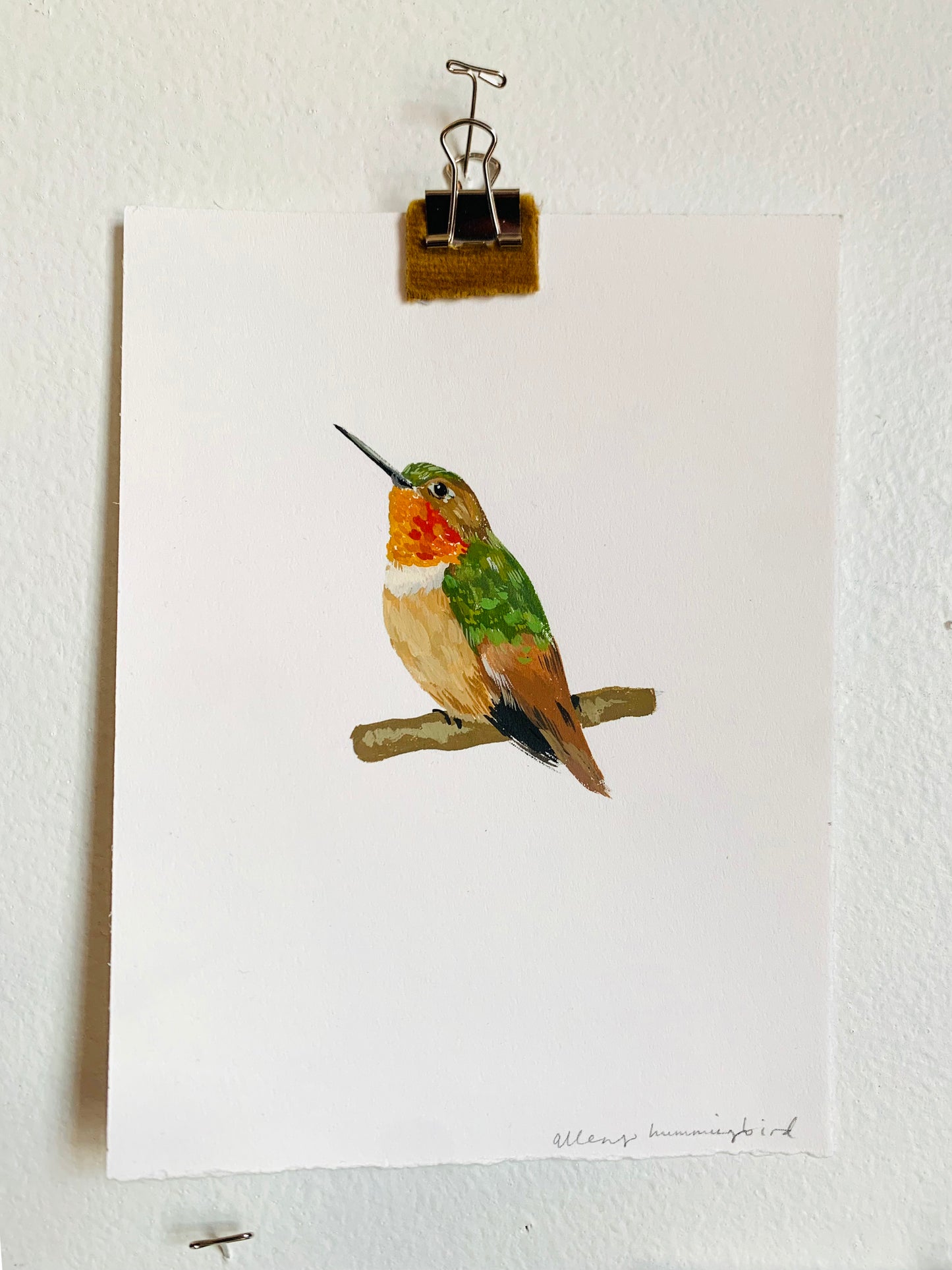 Allen's hummingbird