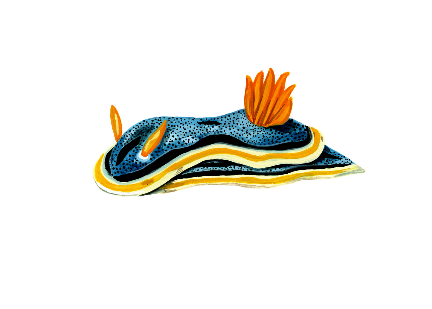 Nudibranch (sea slug) original illustrations