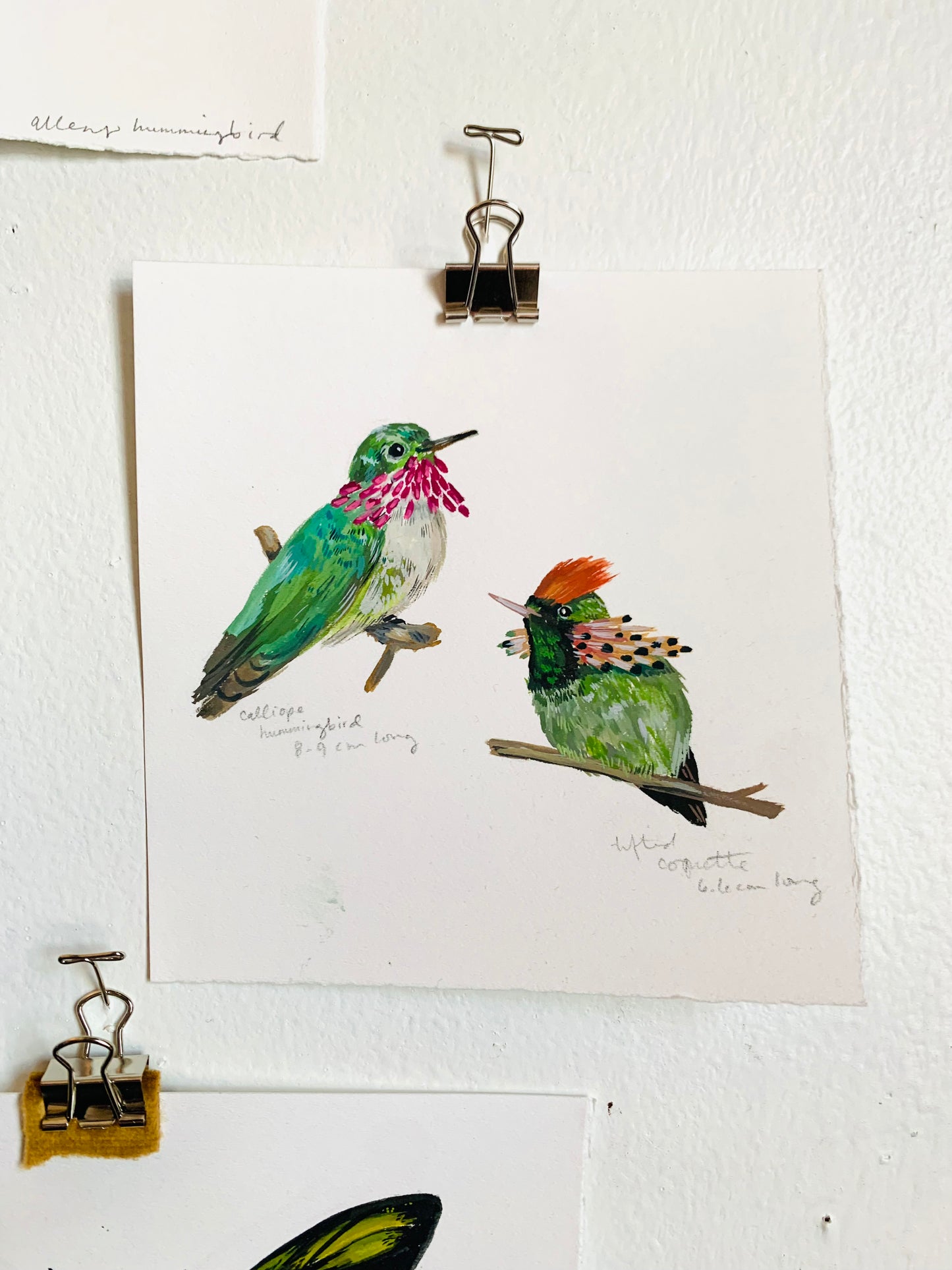 Calliope hummingbird and tufted coquette