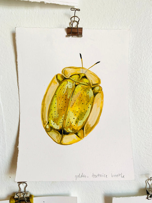 Golden tortoise beetle