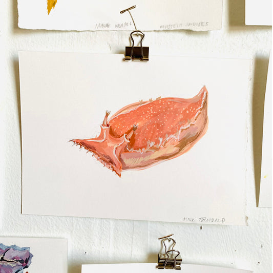 Pink tritonid