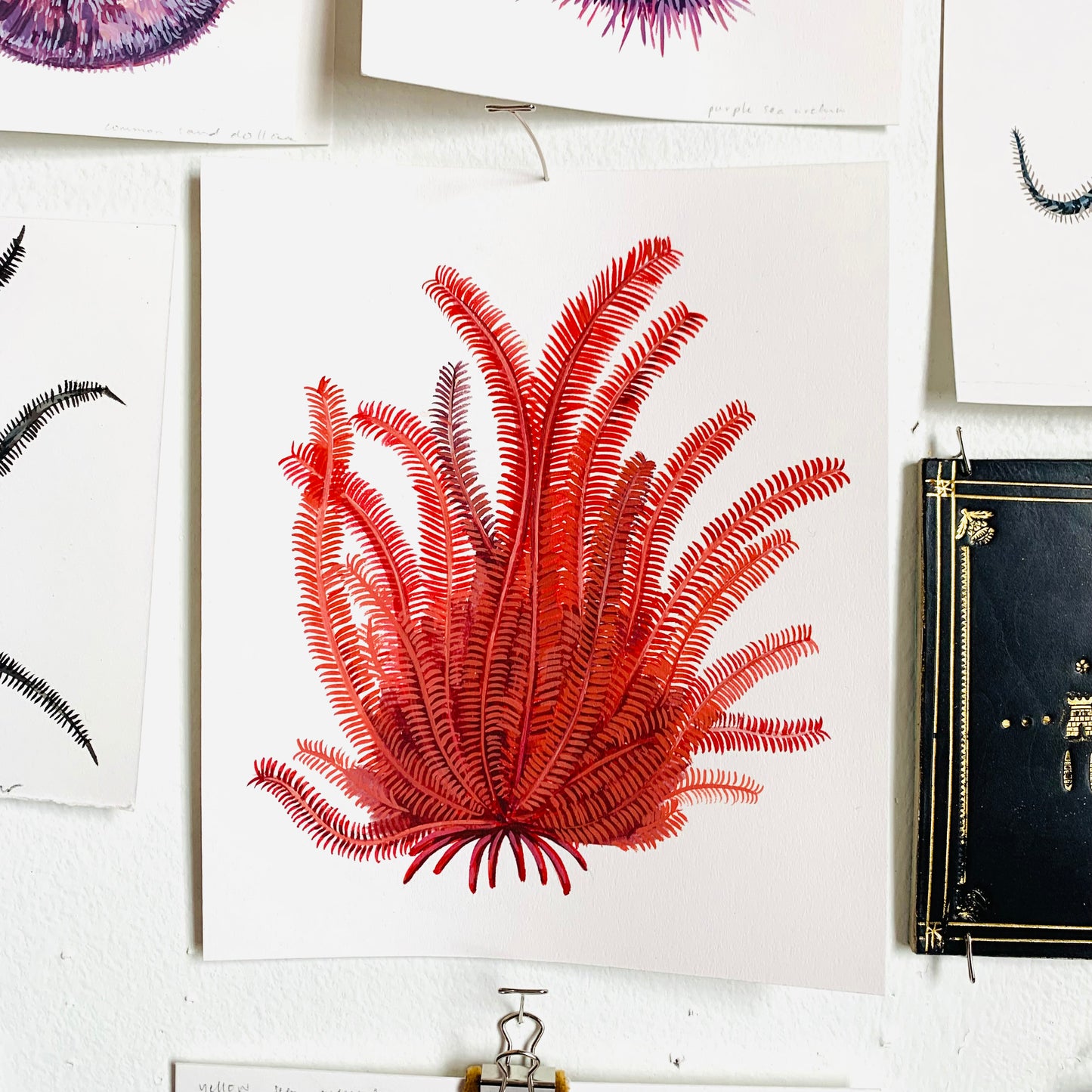 Red featherstar