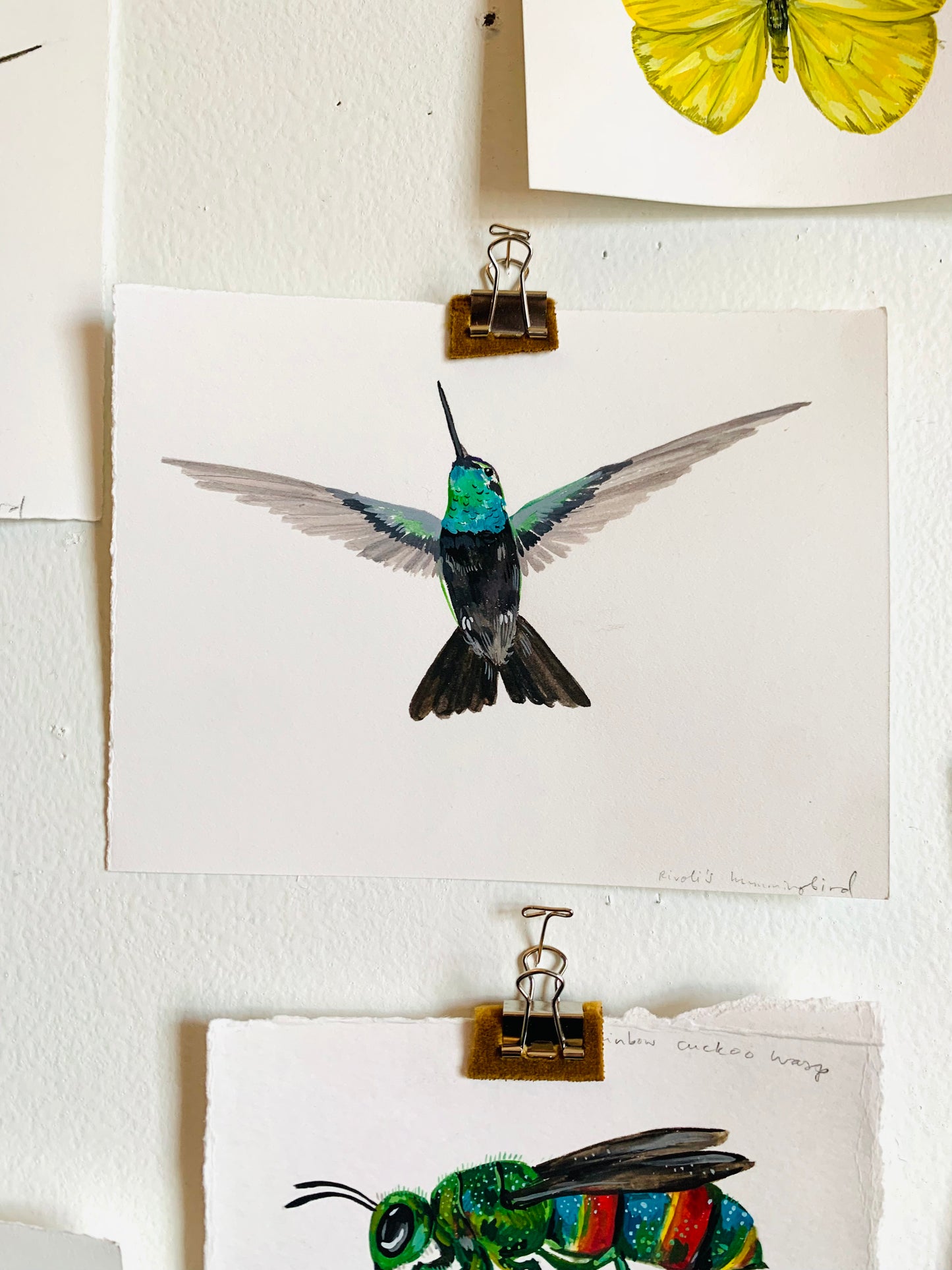 Rivoli's hummingbird