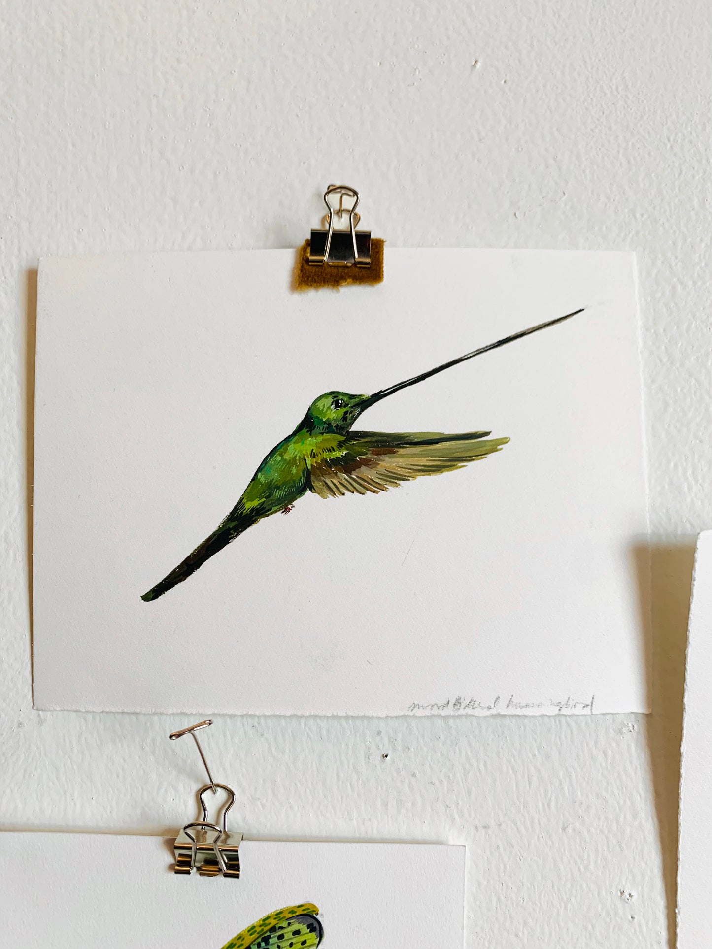 Sword billed hummingbird