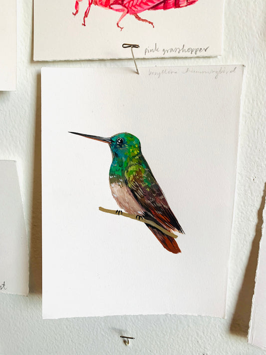 Berylline hummingbird