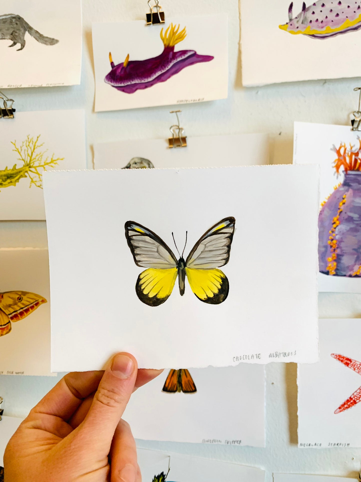 Chocolate albatross- original painting