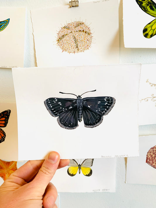 Common sootywing- original painting