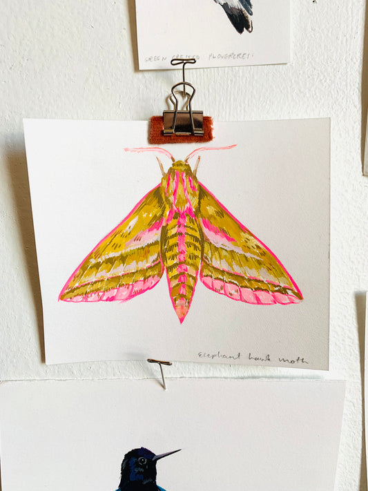 Elephant hawk moth