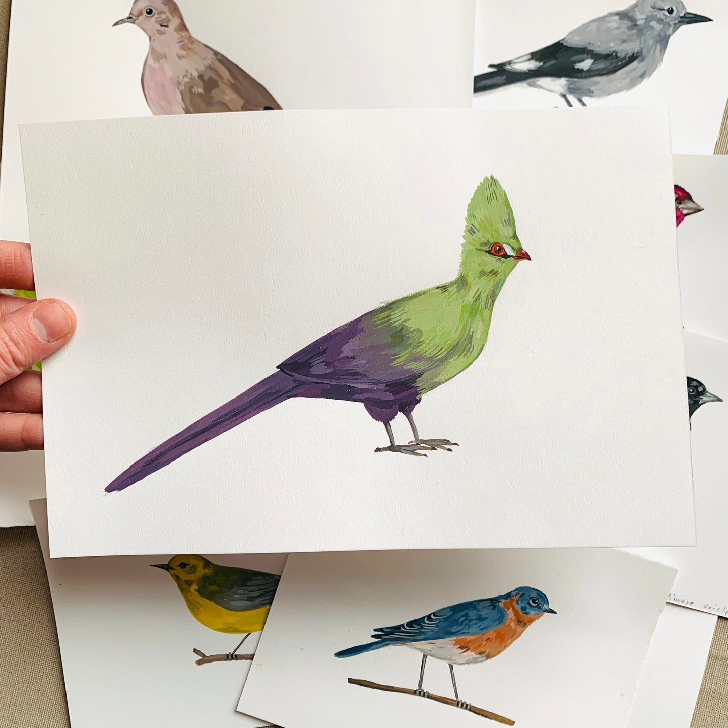 Turaco- original painting