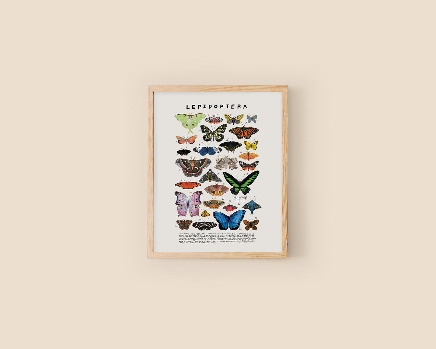 Butterflies and moths art print- Creatures of the Order Lepidoptera