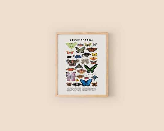 Butterflies and moths art print- Creatures of the Order Lepidoptera