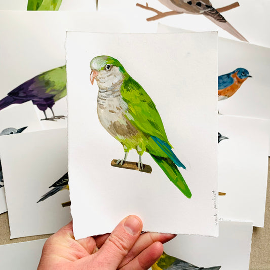 Monk parakeet- original painting