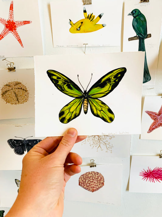 Queen Victoria's birdwing- original painting