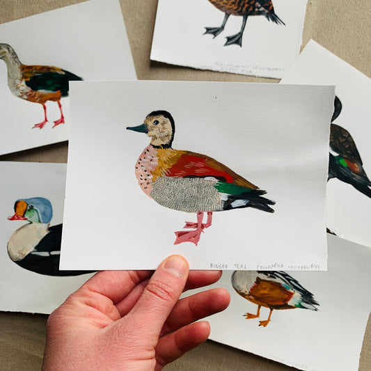 Ringed teal- original painting