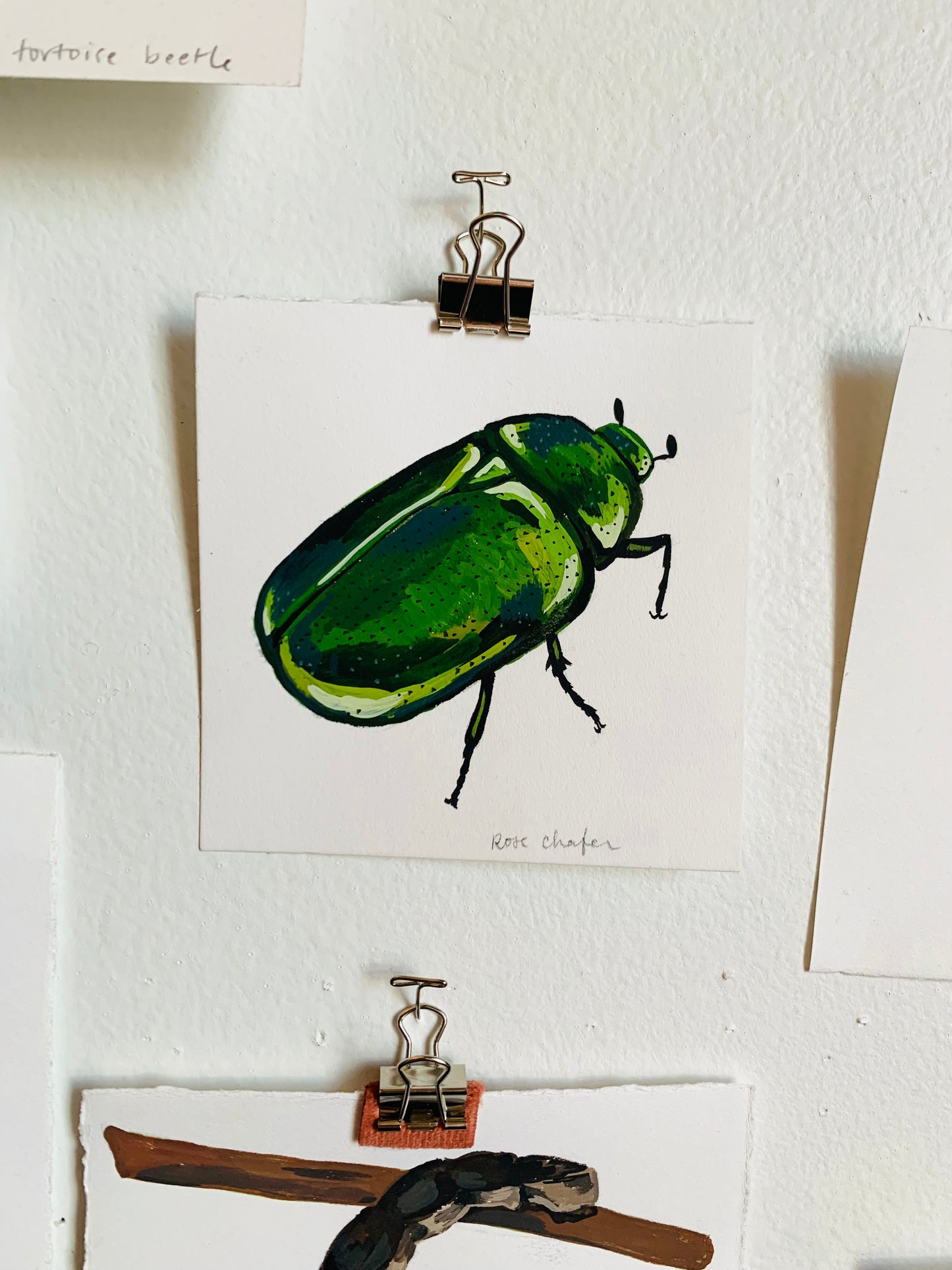 Rose chafer beetle