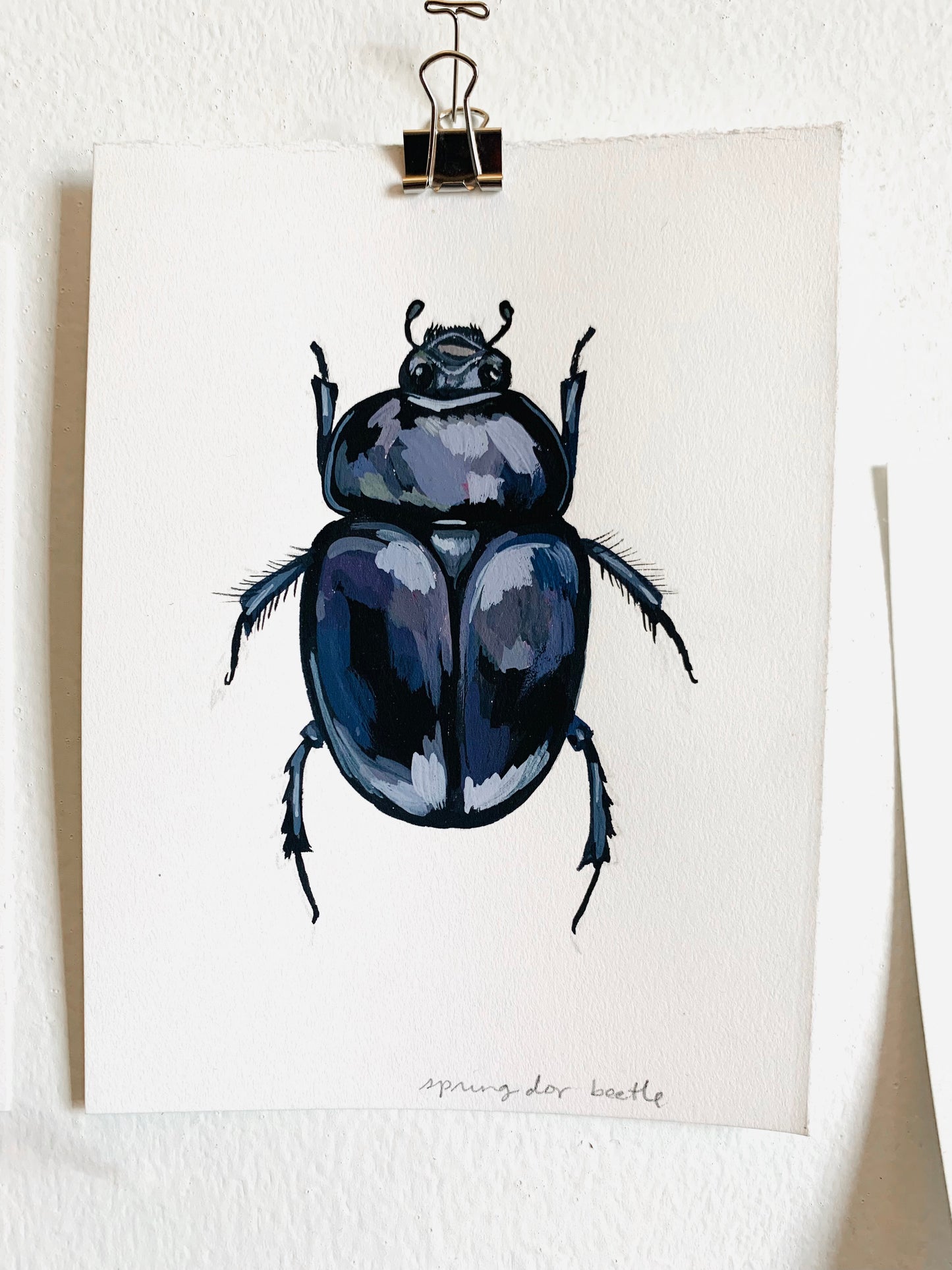 Spring dor beetle