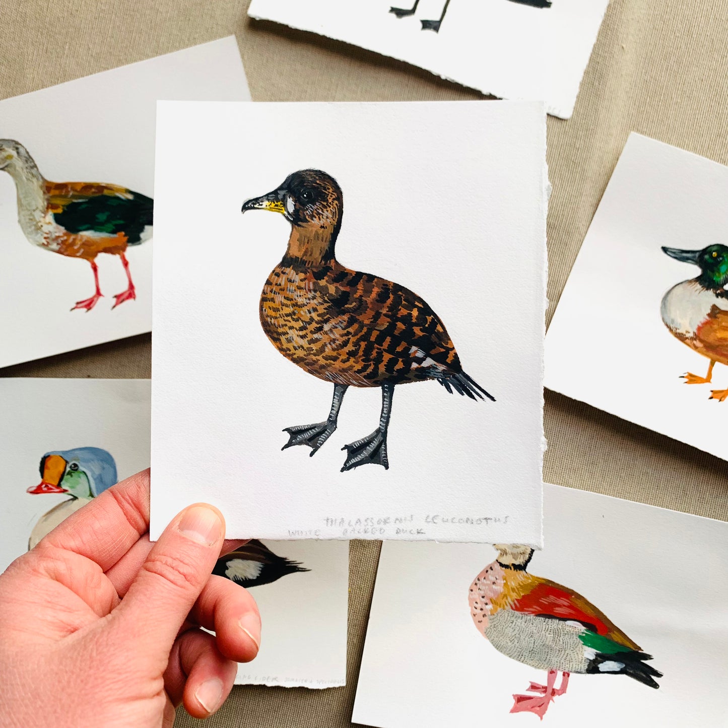 White backed duck- original painting