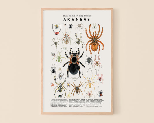 Spiders art print- Creatures of the Order Araneae