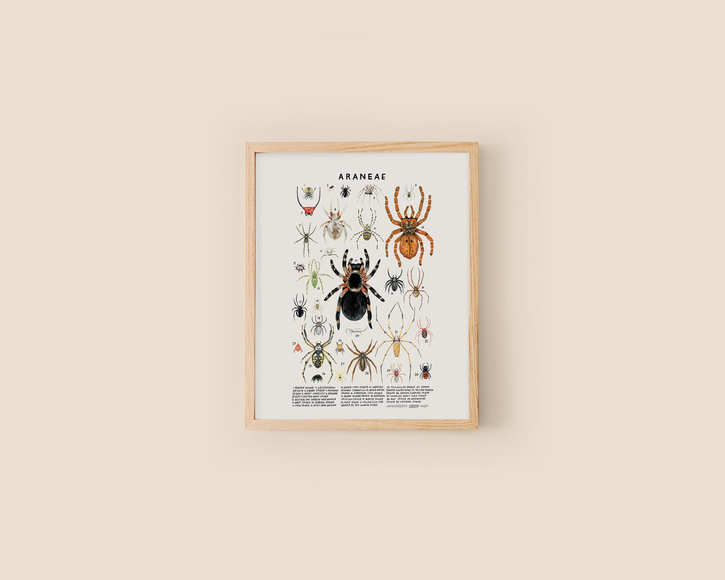Spiders art print- Creatures of the Order Araneae