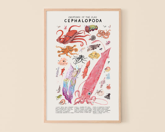 Octopus and squid art print- Creatures of the Class Cephalopoda