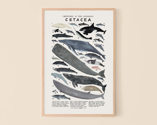 Whales and dolphins art print- Creatures of the Infraorder Cetacea
