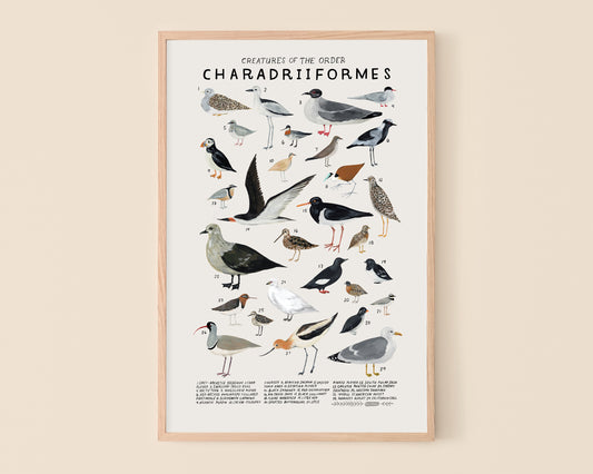 Shorebirds and seabirds art print- Creatures of the Order Charadriiformes