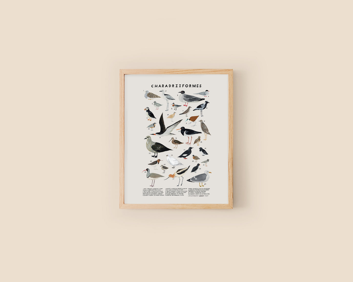Shorebirds and seabirds art print- Creatures of the Order Charadriiformes