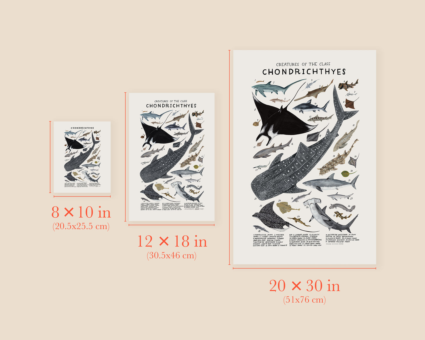 Sharks, skates, and rays art print- Creatures of the Order Chondrichthyes
