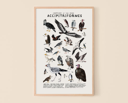 Hawk art print- Creatures of the Order Accipitriformes