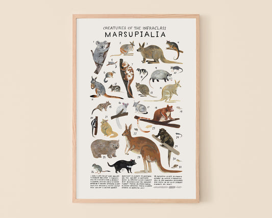 Marsupials art print- Creatures of the Infraclass Marsupialia