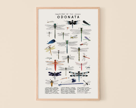 Dragonflies and damselflies art print- Creatures of the Order Odonata