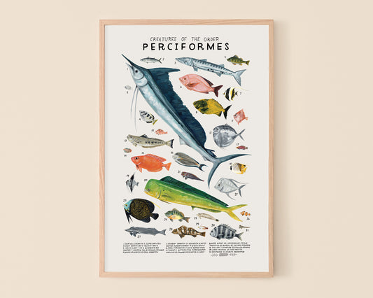 Fish art print- Creatures of the Order Perciformes