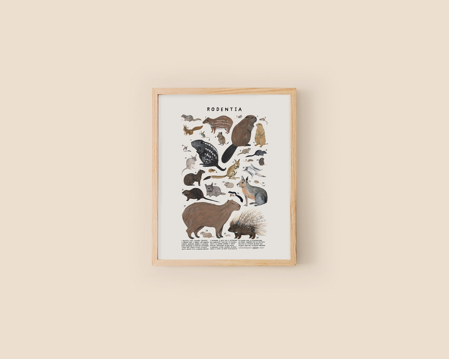 Squirrels, porcupines, and other rodents art print- Creatures of the Order Rodentia