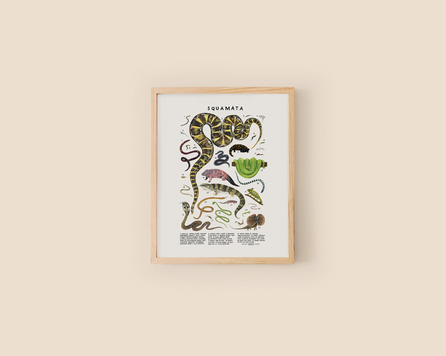 Snakes art print- Creatures of the Order Squamata