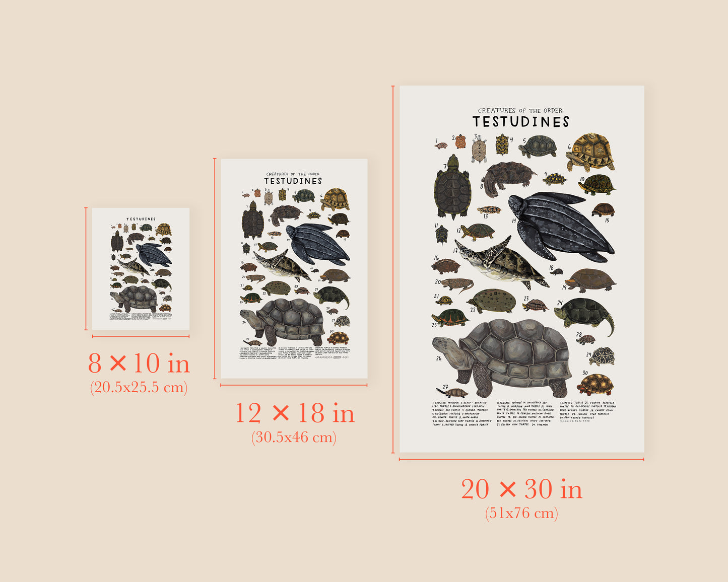Turtles and tortoises art print- Creatures of the Order Testudines